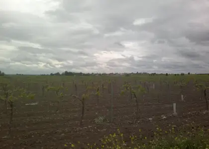 Finca de 40 hectareas de viña y tierra en Alcázar de San Juan