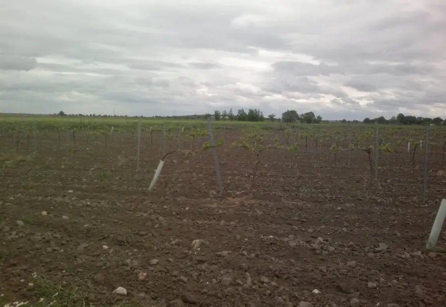 Finca de 40 hectareas de viña y tierra en Alcázar de San Juan