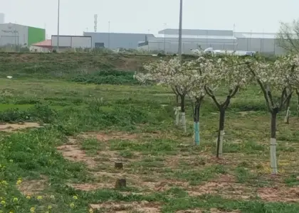 Finca rustica a 100 metros del polg. Industrial alces en Alcázar de San Juan