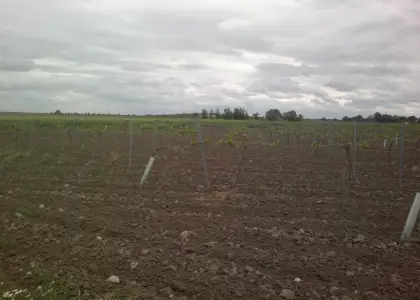 FINCA RUSTICA DE 80 h VIÑA EMPARRADA en Socuéllamos