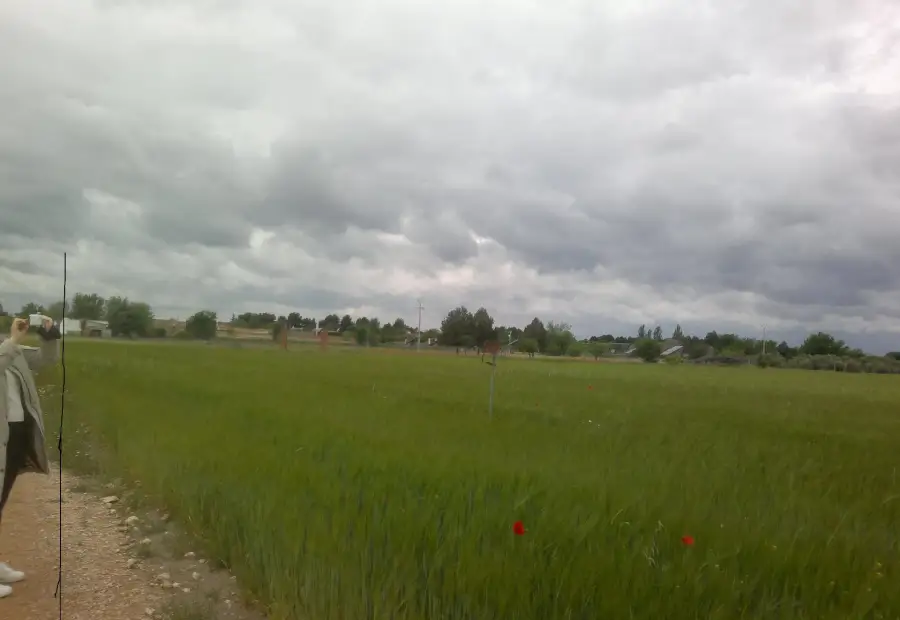 FINCA RUSTICA DE 80 h VIÑA EMPARRADA en Socuéllamos