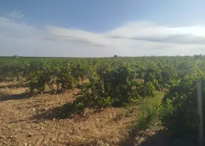 Finca rústica en venta en Alcázar de San Juan en Alcázar de San Juan