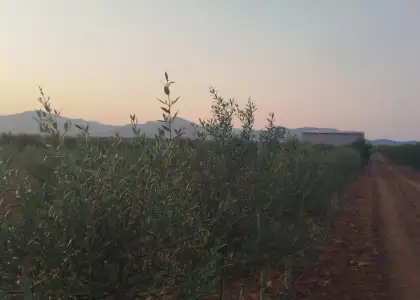 Finca rústica en venta en Arenas de San Juan en Arenas de San Juan