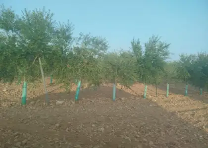 Finca rústica en venta en Arenas de San Juan en Arenas de San Juan