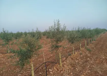 Finca rústica en venta en Arenas de San Juan en Arenas de San Juan