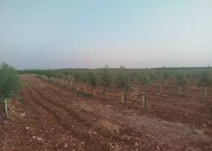 Finca rústica en venta en Arenas de San Juan en Arenas de San Juan