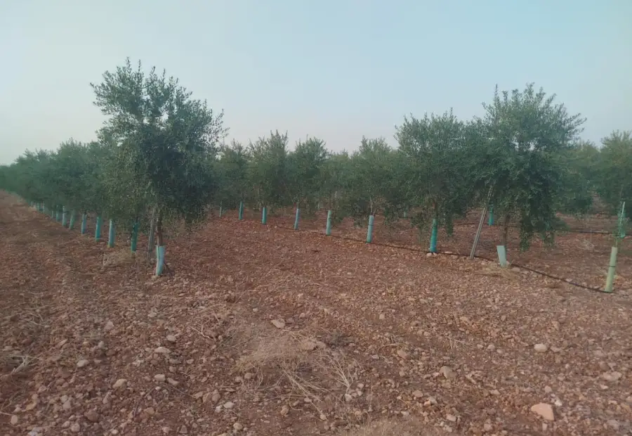 Finca rústica en venta en Arenas de San Juan en Arenas de San Juan