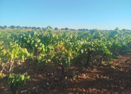 Finca rústica en venta en Fuente el Fresno en Fuente el Fresno