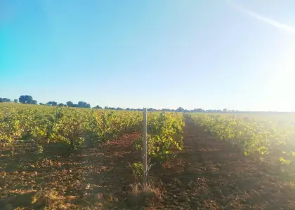 Finca rústica en venta en Fuente el Fresno en Fuente el Fresno