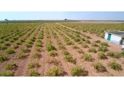 Finca rústica en venta en Manzanares en Manzanares