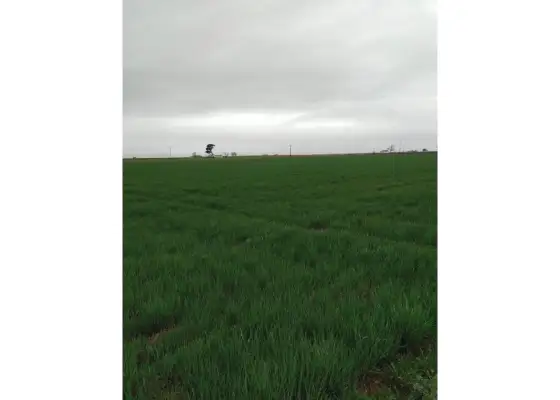 Finca rústica en venta en Valdepeñas
