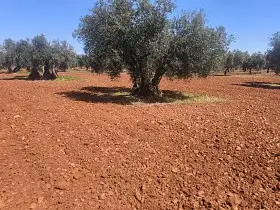 Finca Rústica Venta Carretera Daimiel, Valdepeñas en Valdepeñas