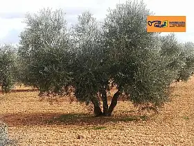 Finca Rústica Venta Carretera Daimiel, Valdepeñas en Valdepeñas
