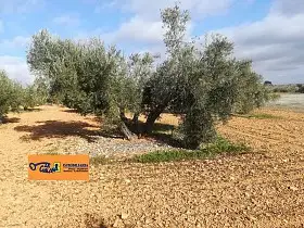 Finca Rústica Venta Carretera de Cozar, Valdepeñas