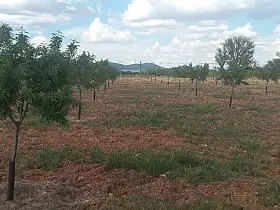 Finca Rústica Venta Carretera Infantes, Valdepeñas en Valdepeñas