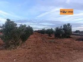 Finca Rústica Venta Carretera Moral, Valdepeñas en Valdepeñas