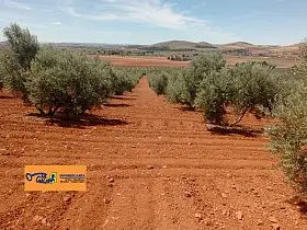 Finca Rústica Venta Carretera Santa Cruz, Valdepeñas en Valdepeñas