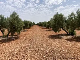 Finca Rústica Venta Membrilla, Membrilla en Membrilla