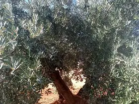 Finca Rústica Venta Nacional - IV, Valdepeñas
