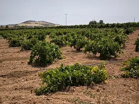 Finca Rústica Venta Valdepeñas, Valdepeñas en Valdepeñas