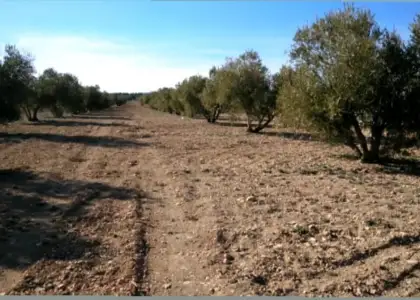 Parcela en paraje de los miradores en Campo de Criptana