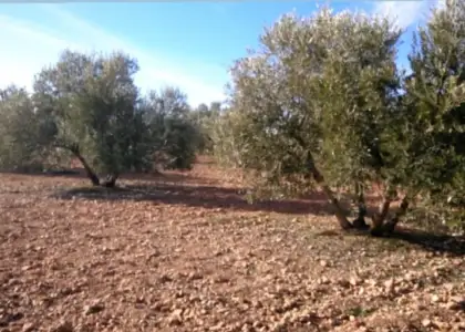 Parcela en paraje de los miradores en Campo de Criptana