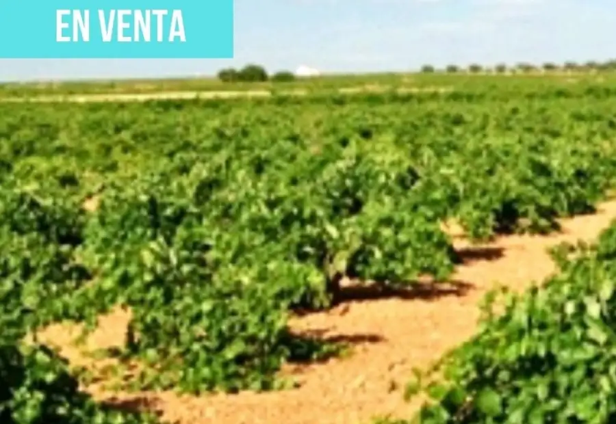 Terreno en venta en carretera N 420 s/n en Daimiel