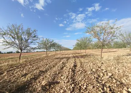 Terreno / No urbanizable En Venta CM-3109, Argamasilla de Alba en Argamasilla de Alba
