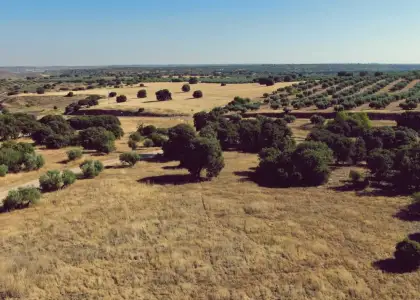 Venta de finca agropecuaria en la provincia de Ciudad Real en Villanueva de los Infantes