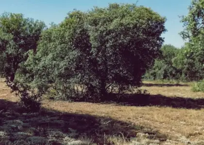 Venta de finca agropecuaria en la provincia de Ciudad Real en Villanueva de los Infantes