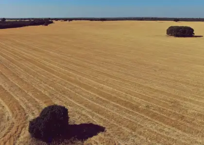 Venta de finca agropecuaria en la provincia de Ciudad Real en Villanueva de los Infantes