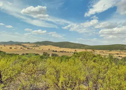 Venta de finca cinegética y agrícola en Ciudad Real en Almuradiel