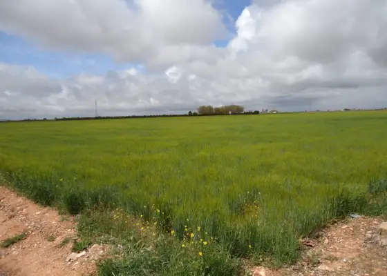 Venta de finca rustica en crta del moral en Manzanares