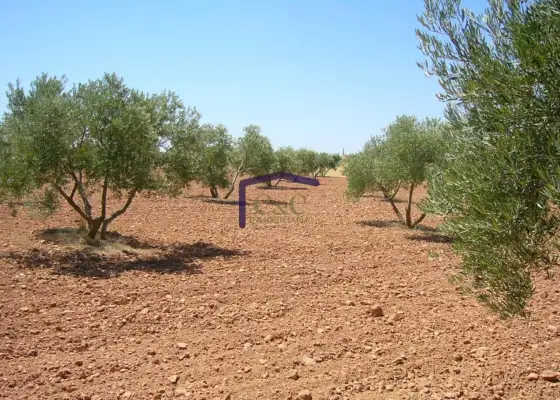 venta de finca rústica en Manzanares, Carretera de argamasilla en Manzanares