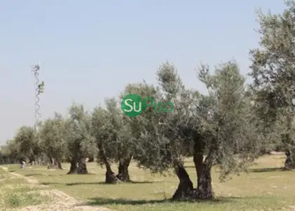 venta de finca rústica en Yeles, yeles en Yeles