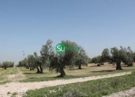 venta de finca rústica en Yeles, yeles en Yeles