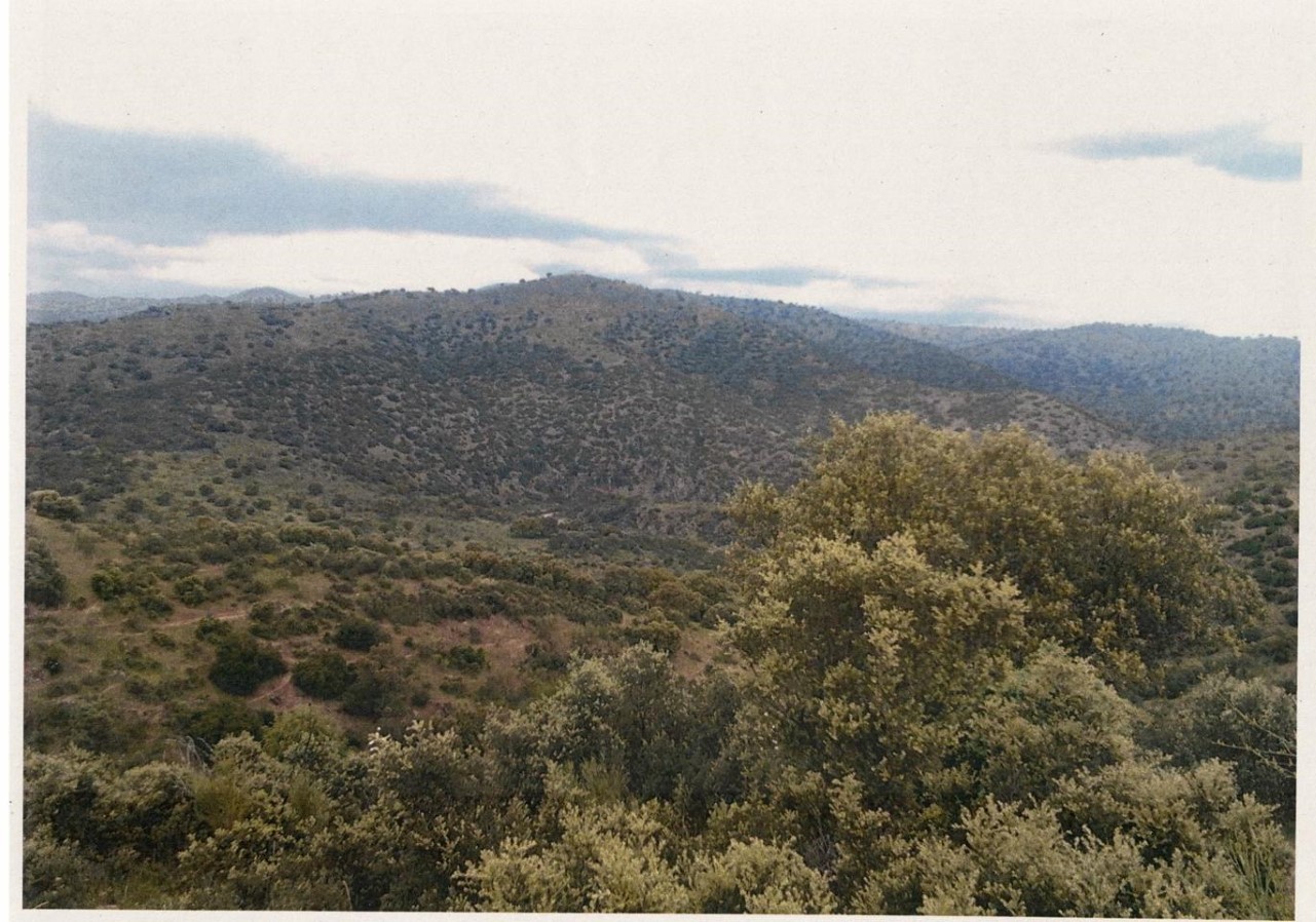 REF 23065 FINCA RÚSTICA - MESTANZA