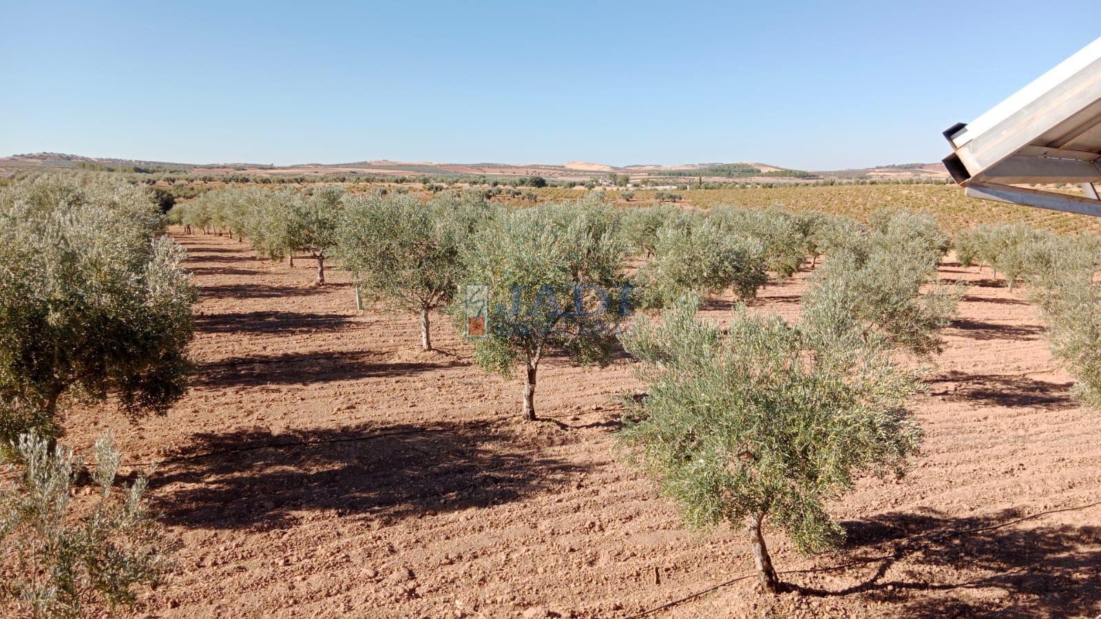 venta de finca rústica en Valdepeñas, CAMPO