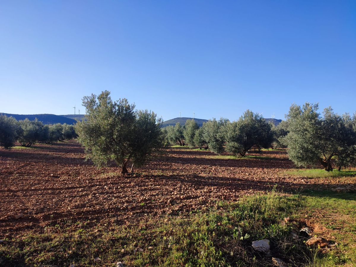 Finca Rústica en Valdepeñas, Carretara del Cristo