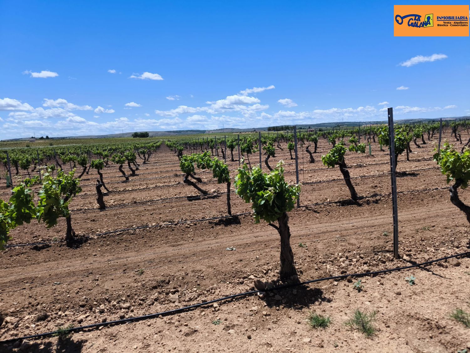 Finca Rústica en Valdepeñas, Carretera Moral