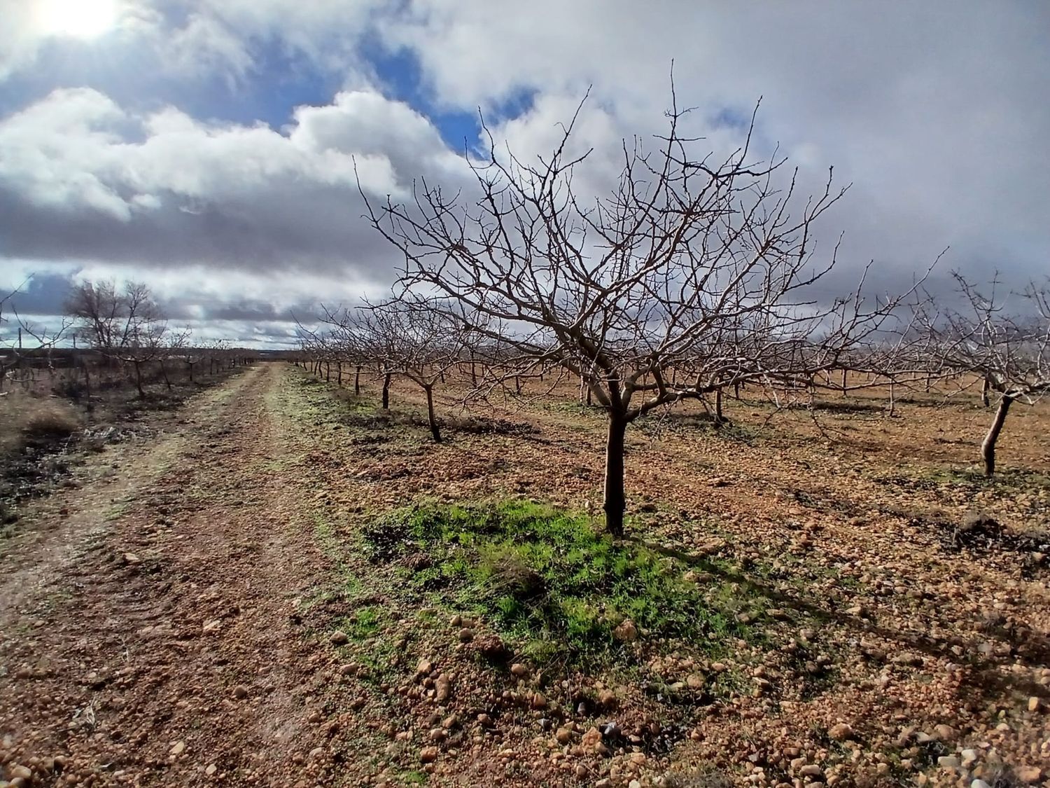 Terreno / No urbanizable En Venta Carretera Solana, Argamasilla de Alba