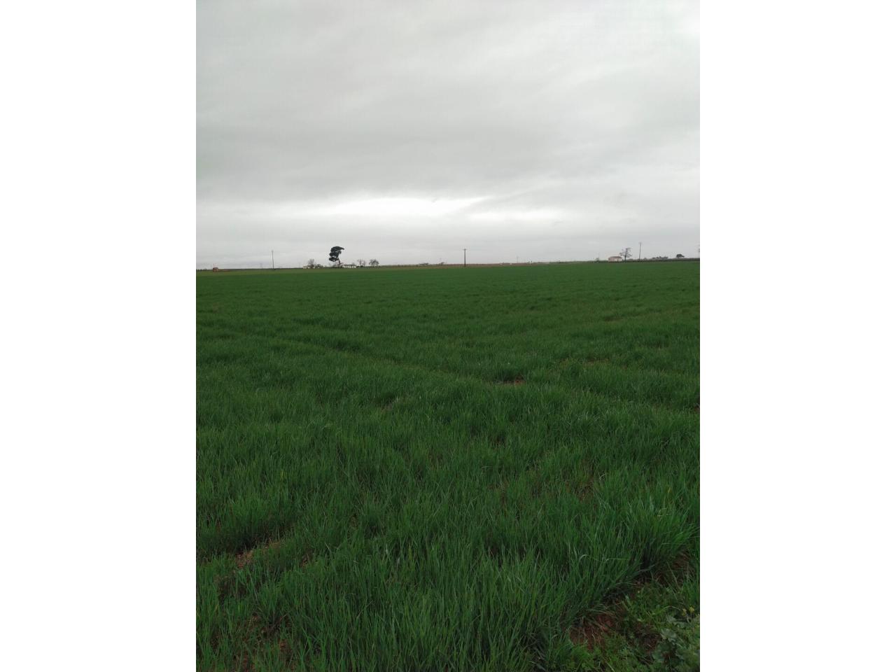 Finca rústica en venta en Valdepeñas