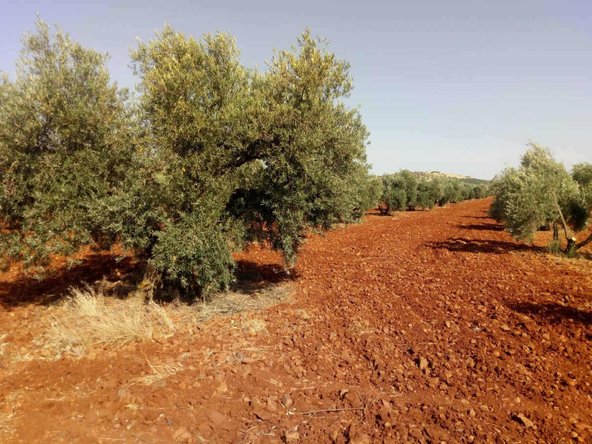 Finca Rústica en Valdepeñas, Carretera Torre Nueva