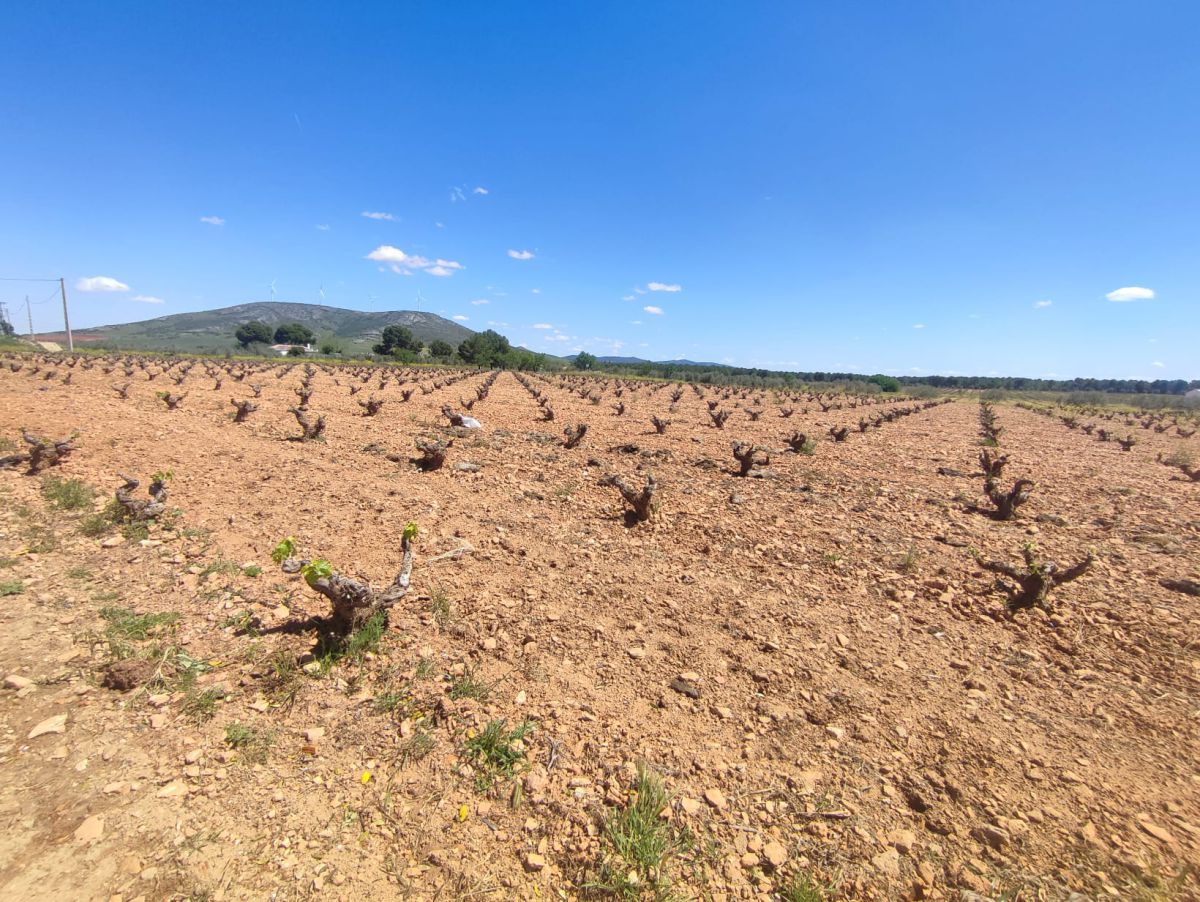 Finca Rústica en Valdepeñas, Valdepeñas
