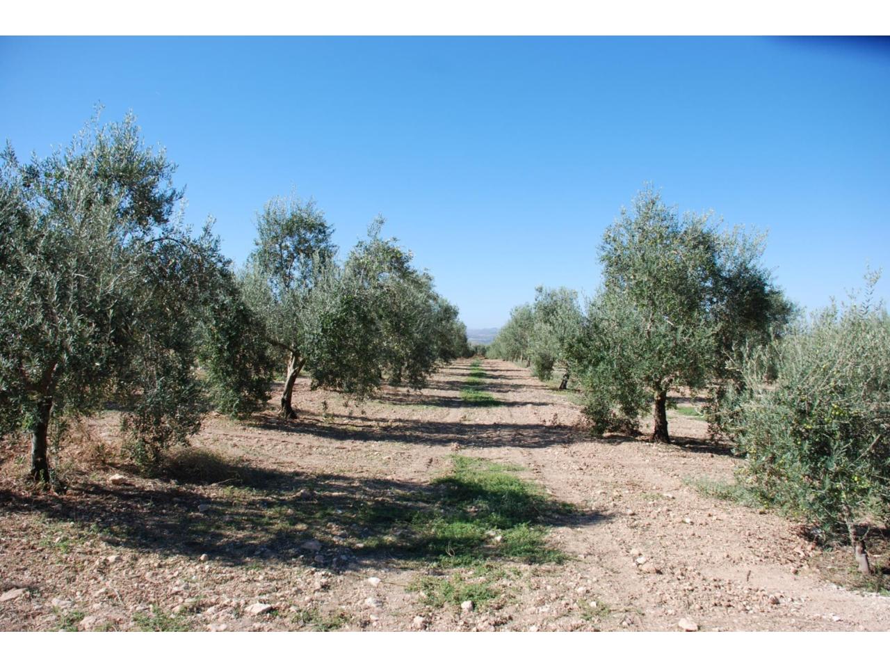 Finca rústica en venta en Manzanares