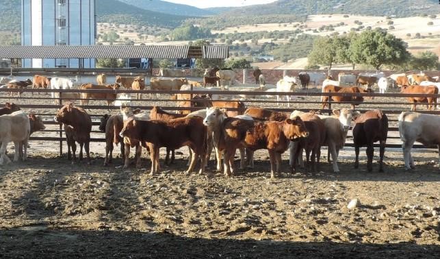 FINCA DE CAZA, AGRICOLA Y GANADERA