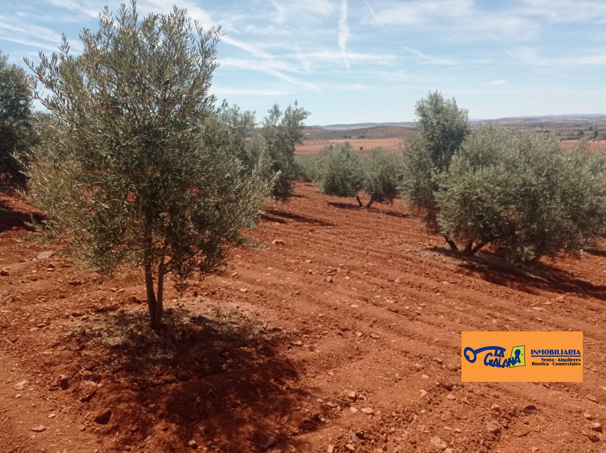 Finca Rústica en Valdepeñas, Carretera Santa Cruz