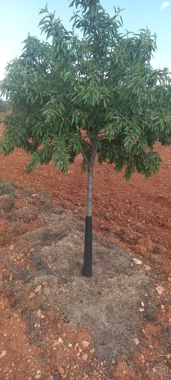 Finca Rústica en Valdepeñas, Carretera Infantes