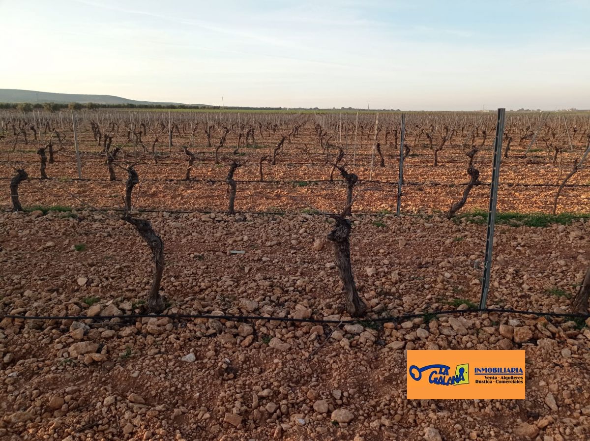 Finca Rústica en Valdepeñas, Carretera Daimiel