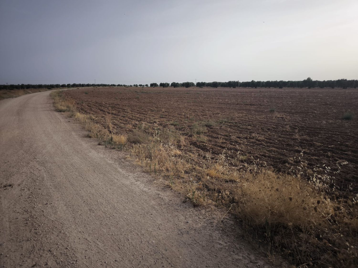 Finca Rústica en Valdepeñas, Valdepeñas